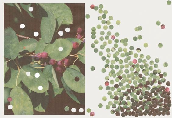 The Serviceberry: An Economy of Abundance by Robin Will&nbsp;Kimmerer