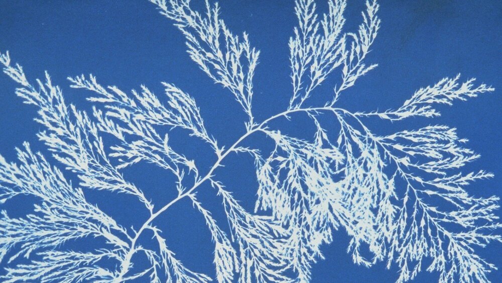Cyanotype: Printing with the&nbsp;Sun
