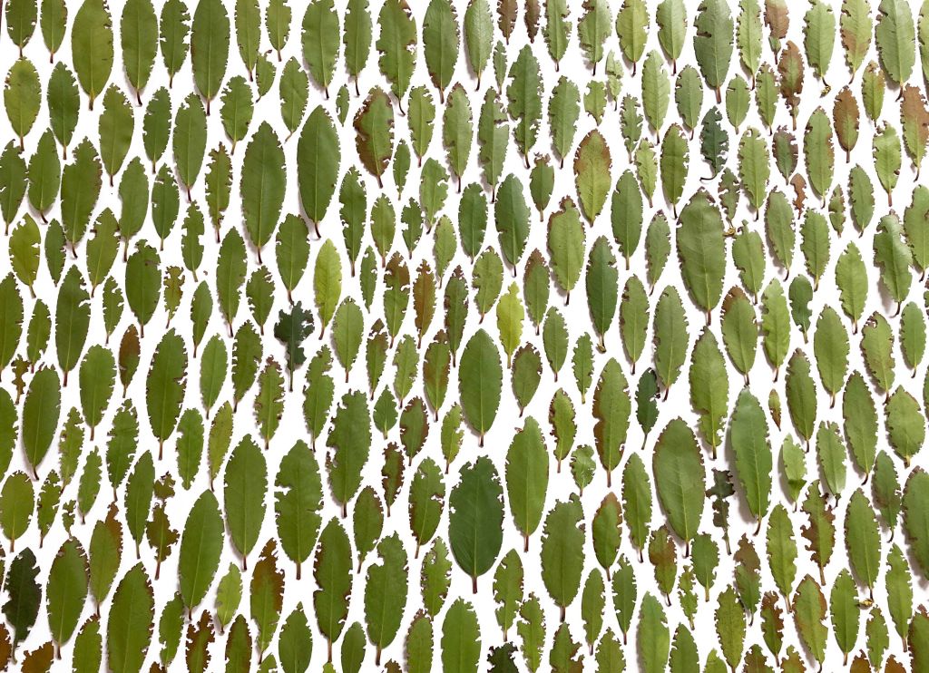Book of Plants by Anne&nbsp;Geene