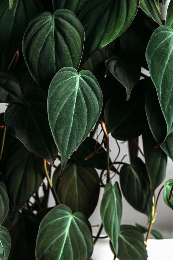 Book: Vegetal Entwinements