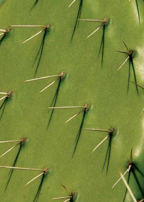 Cactus textures