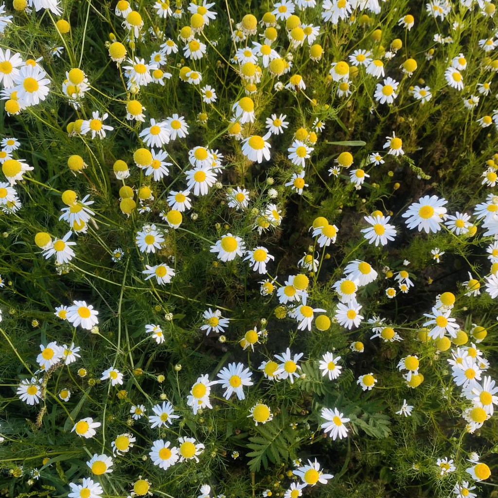 Poem by me: Kinderboerderij.