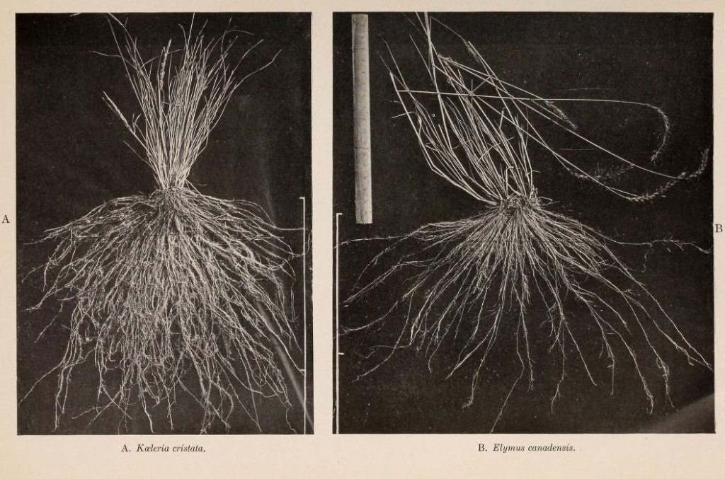 Patterns from the World Underneath by John Ernest&nbsp;Weaver